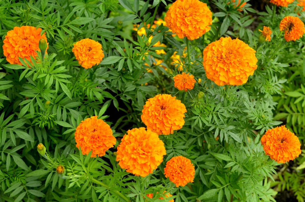 An autumn marigold flowers garden day