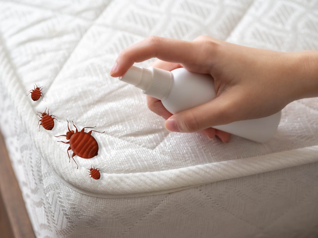 Spread of bedbugs on the bed. Cimex lectularius is a species of domestic blood-sucking insect.