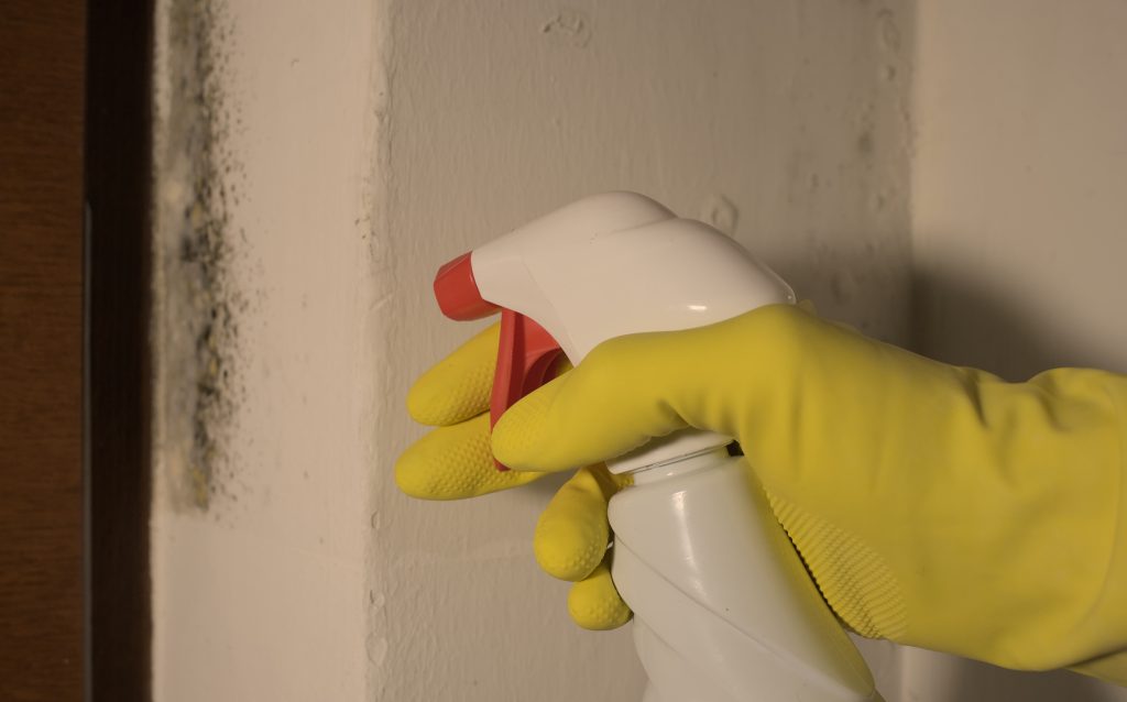 Mould on the wall, hand with yellow latex gloves applying an anti-mould product for black fungus