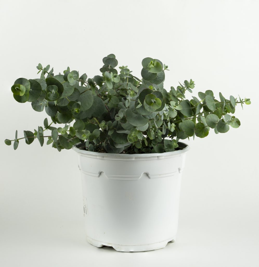 Eucalyptus gunni in pot with white background
