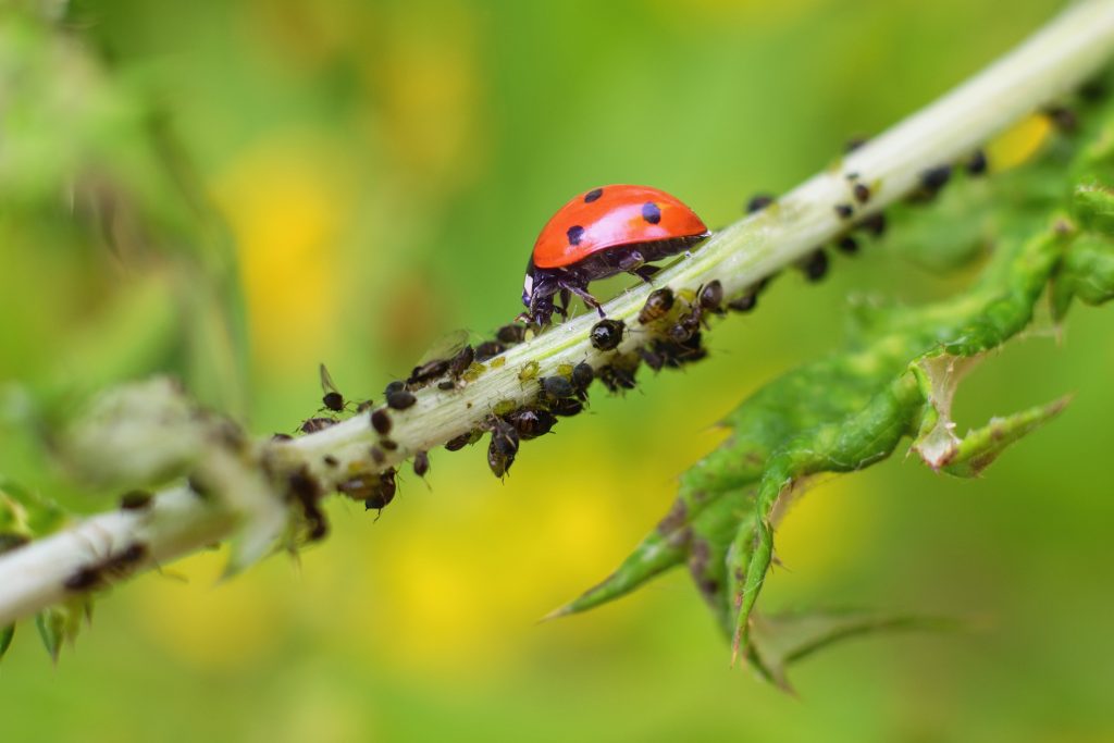 Lady bug as a plant louse predator, biological protection.