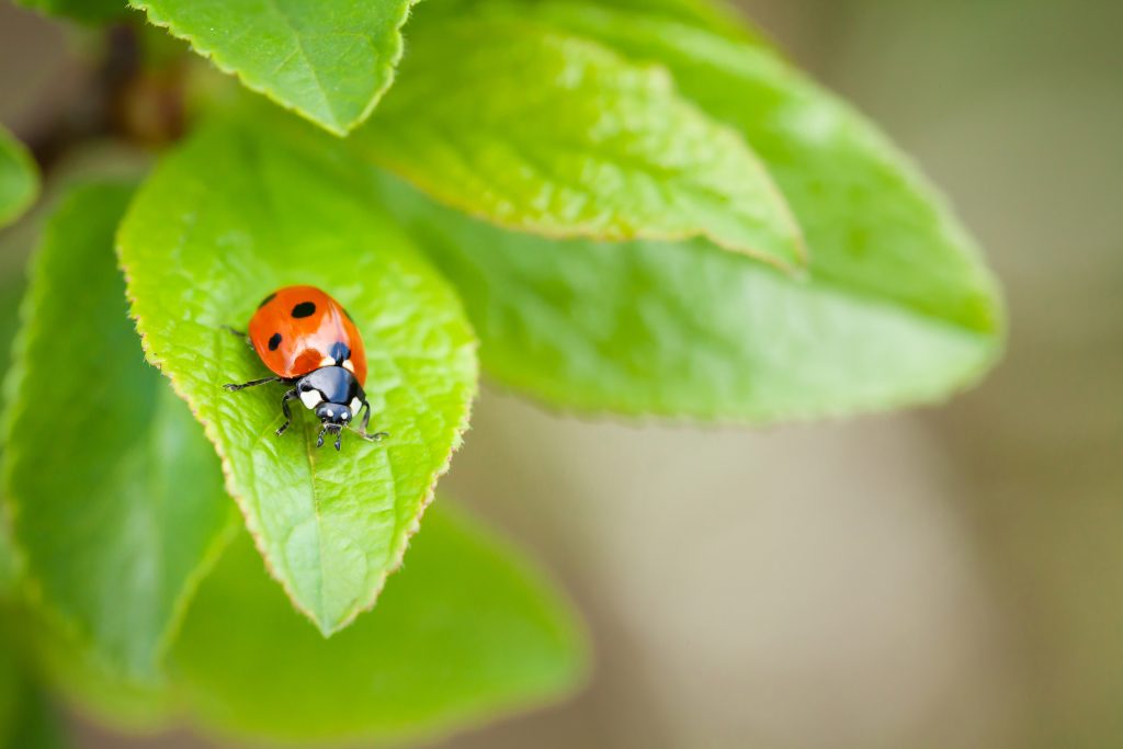Ladybug on green leaf in garden. View with copy space