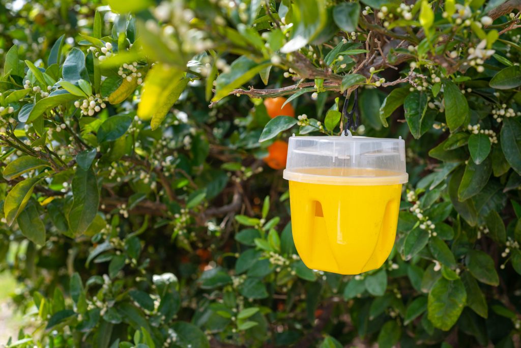 Yellow plastic sticky insect trap on a tangerine tree branches in a garden