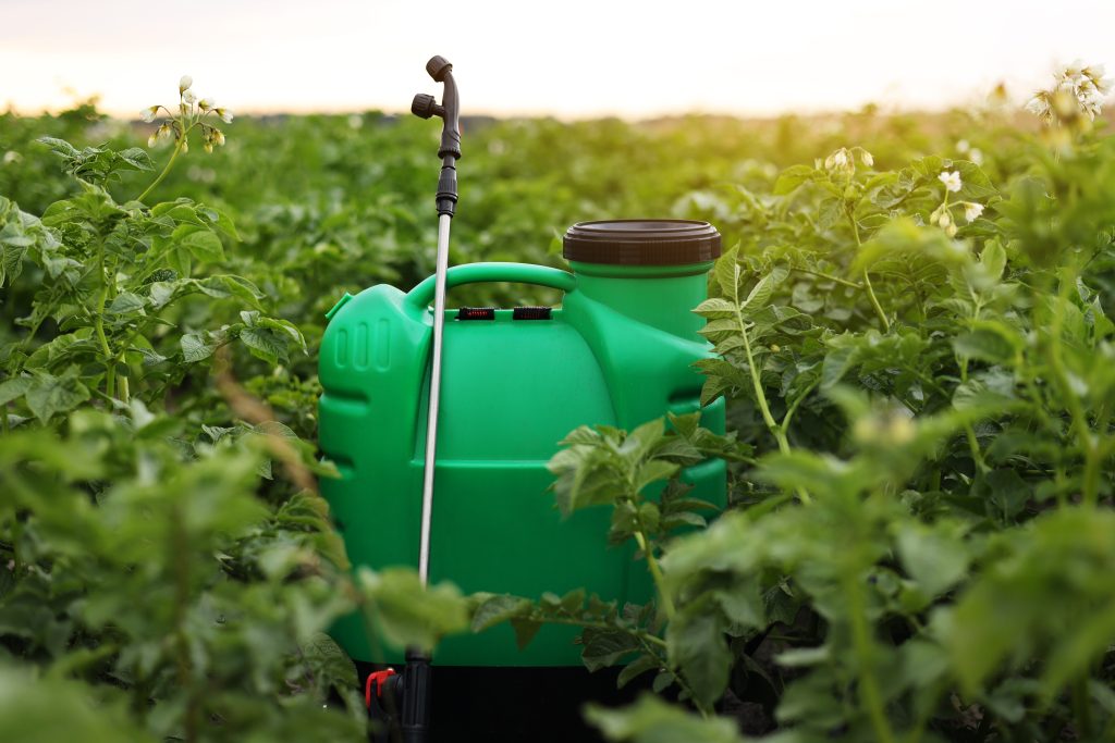 Plastic green backpack container sprayer with liquid of pesticide, herbicide for protecting plants from diseases and pests stands in vegetable garden with potato blooming. Agricultural seasonal work.