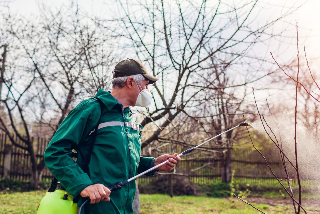 Senior farmer man spraying tree with manual pesticide sprayer against insects in spring garden. Agriculture and gardening concept