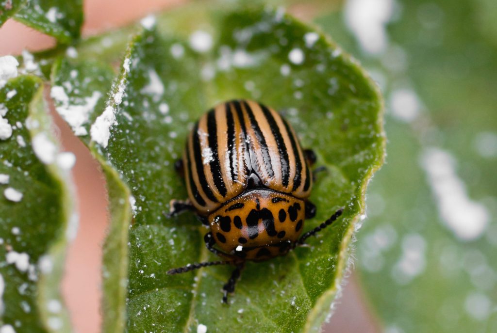 Colorado Beetle commonly known as a potato bug on potato leaf sprinkled with diatomaceous earth