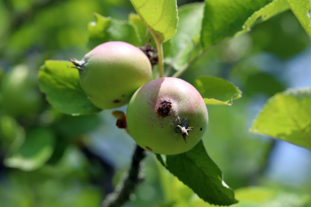 The exit hole and frass of a codling moth, cydia pomonella, caterpillar on the surface of a maturing apple fruit.