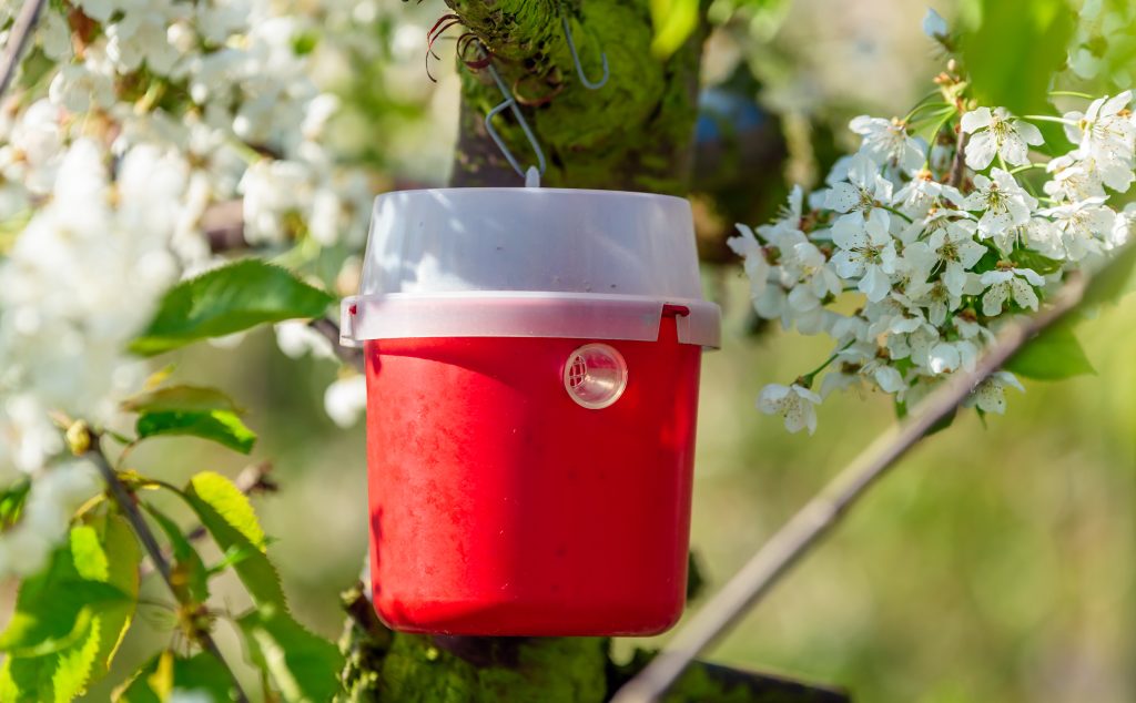 Red and white pheromone trap to lure insects. Here on a cherry tree in bloom.