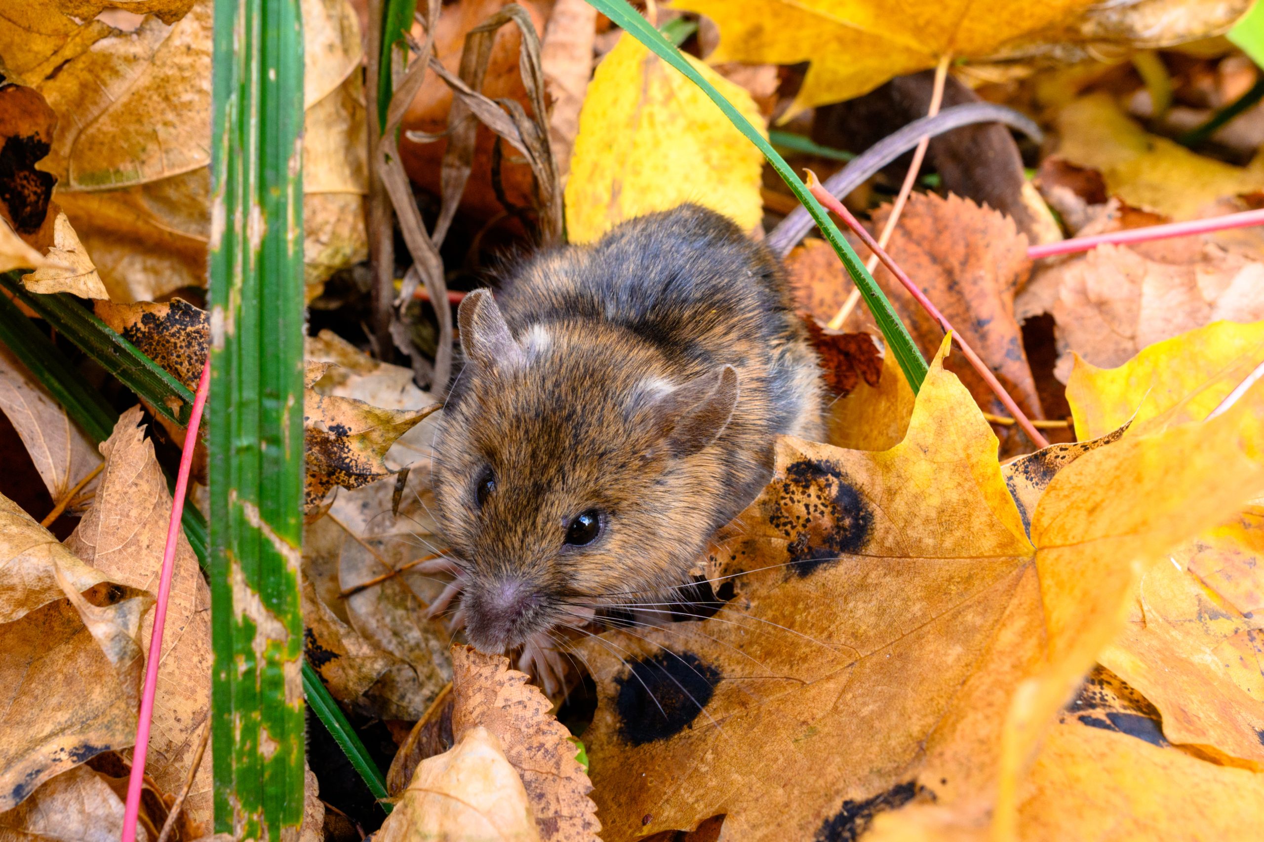 The striped field mouse, apodemus agrarius, sits among yellow leaves in autumn forest. The mouse of the autumn forest.