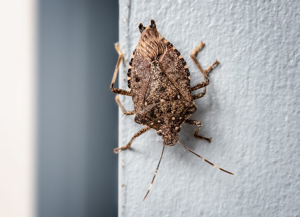 BMSB on wall, upside down. Found in Vancouver, BC, Canada. It's considered an invasive species, or a pest of foreign origin in North America. Selective focus.