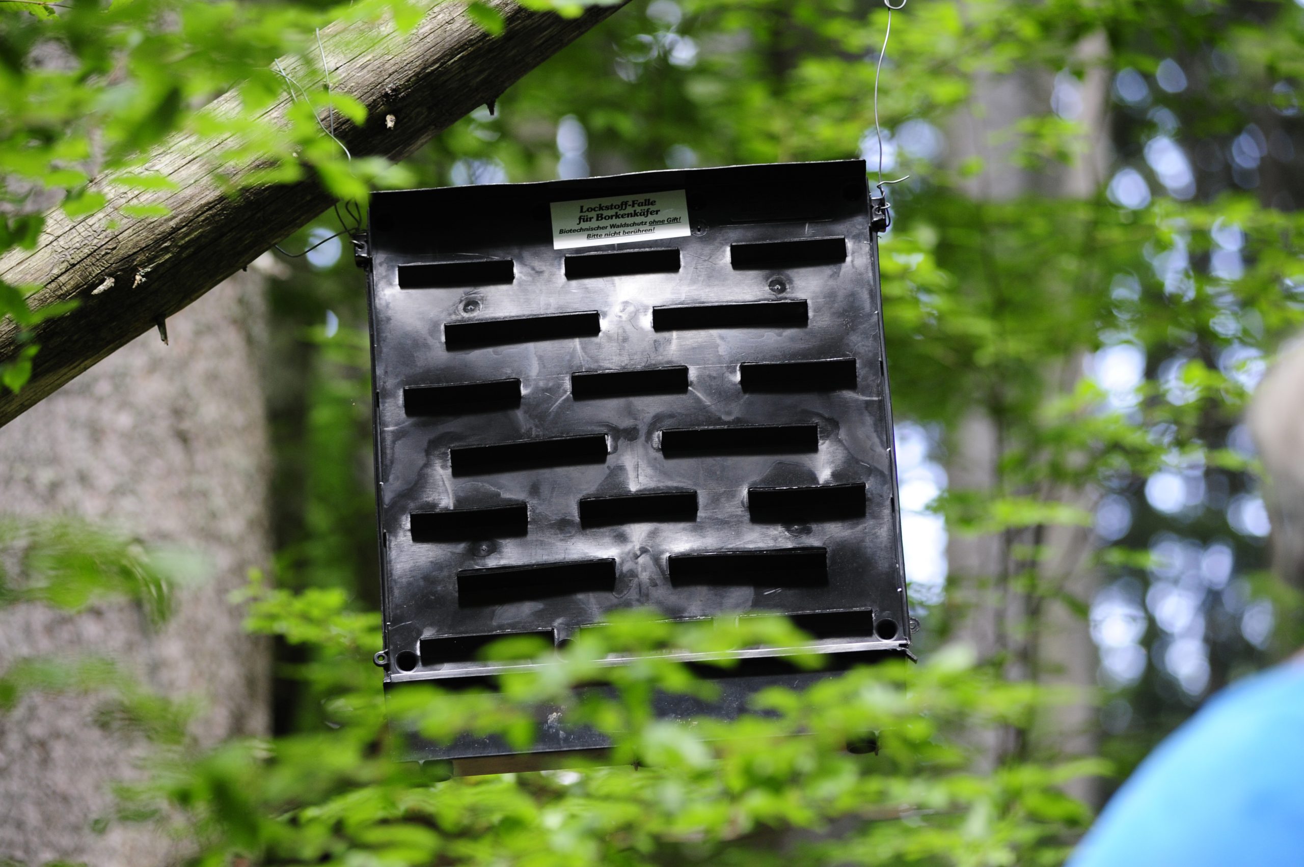 a pheromone trap for trees affected by a pest infestation