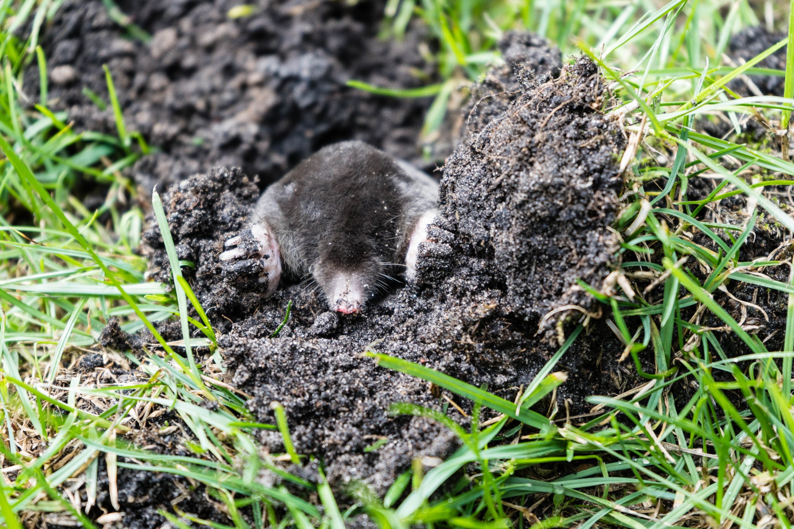 a mole comes from the earth